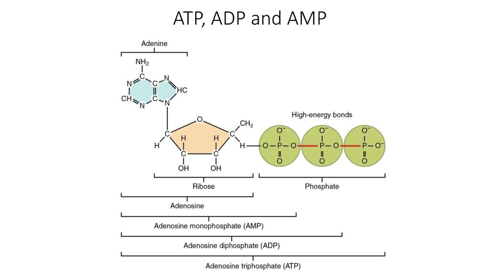 biology-atp-adp-amp.jpg