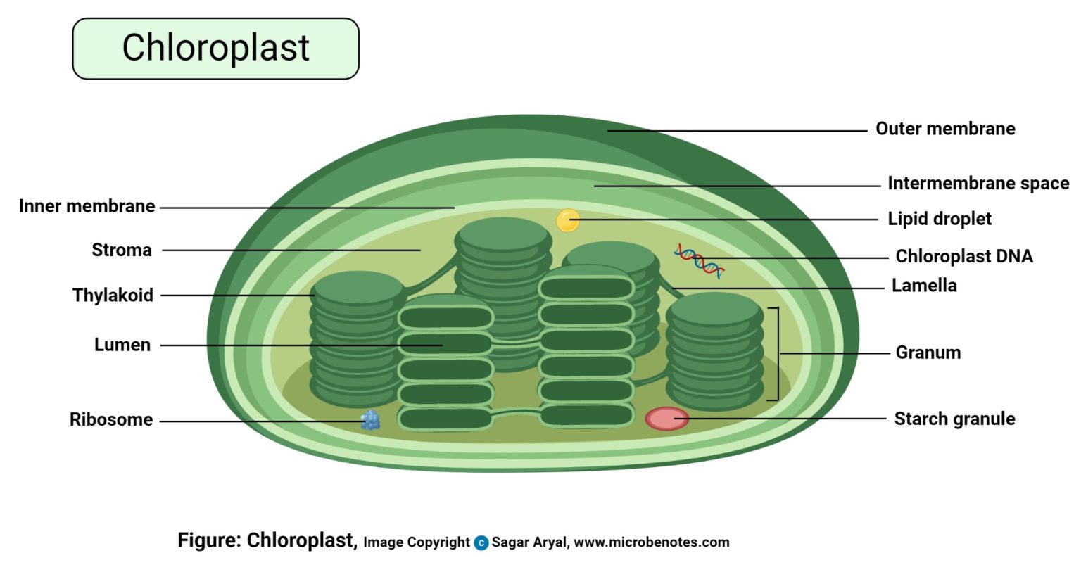 chloroplast.jpg