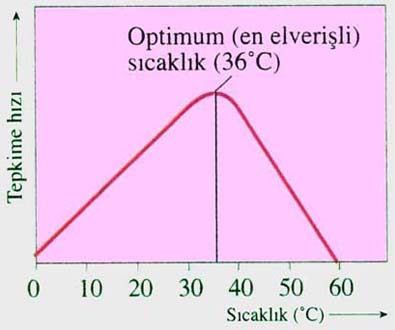 sicaklik-enzim-tepkime-hizi.jpg